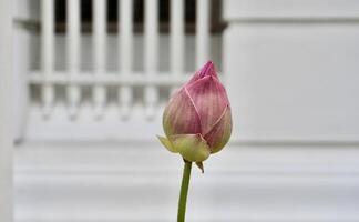 Not yet bloomed pink lotus water lily flower bud isolated on horizontal outdoor white wall environment background. photo
