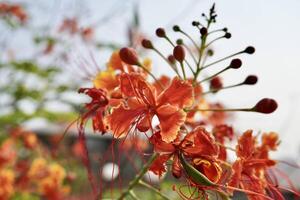 Peacock flower or Caesalpinia pulcherrima or kembang merak red floral botanical plant isolated on horizontal ratio outdoor natural garden environment background. photo