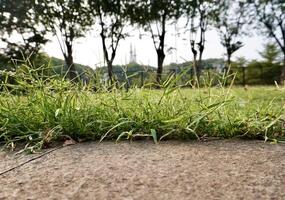 Green grass leaves and concrete ground pavement texture isolated on horizontal ratio outdoor park trees and bright sky environment background. photo