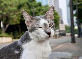 Gray and white colored cute stray wild cat face portrait with playful wink expression isolated on horizontal outdoor park environment background. photo
