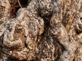 Brown rough grungy uneven tree trunk bark surface texture isolated on horizontal ratio background. photo