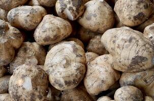 Pile of bengkoang, jicama, or pachyrhizus erosus raw food vegetable object isolated on horizontal full frame background. photo