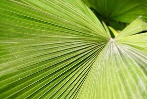 Close up licuala peltata striped green fresh botanical garden palm leaf texture isolated on horizontal ratio background. photo