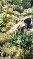 big rocks on field with dry grass video