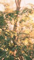 Sunbeams pour through trees in misty forest video