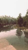 A river running through a forest filled with trees video