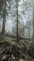 A forest filled with lots of trees covered in fog video