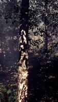 A group of trees in the middle of a forest video