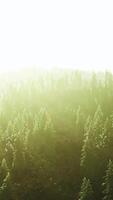Sunlight streaming through trees in a lush forest video