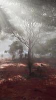Sunlight streaming through foggy trees in a mystical forest video