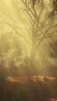 A dense and mysterious forest engulfed in a thick fog video