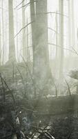 A burned forest with charred trees standing tall in a desolate landscape video
