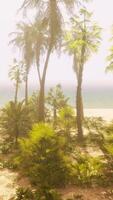 A tropical beach with palm trees and the ocean in the background video
