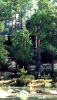 A tranquil river flowing through a lush forest, surrounded by towering trees video