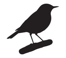 African Rock Pipit Shadow Outline on White vector