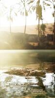 Colorful scene with a palm tree over a small pond in a desert oasis video