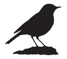 Flat Silhouette of African Rock Pipit on White vector