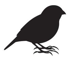 Clean White Background with African Quailfinch Silhouette vector