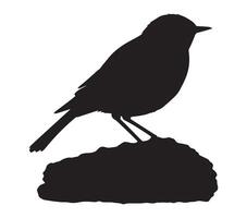 Elegant Silhouette of African Rock Pipit on White vector