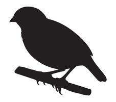 African Quailfinch Shadow against a White Backdrop vector