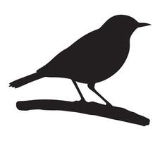Outline of African Rock Pipit on a Plain White Background vector