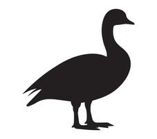 Shadowed African Pygmy Goose on a White Background vector