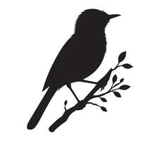 Silhouette of African Red-eyed Bulbul on a White Background vector