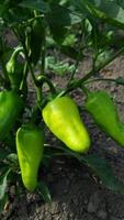 Several green peppers growing on a healthy plant. The vibrant leaves and rich soil signify a well-maintained garden environment. video