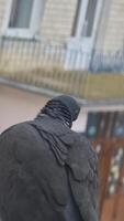 A dove with dark plumage and metallic shade on its neck is positioned against the background of a building, creating a contrast of natural and urban atmosphere. video