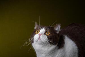 beautiful cat with yellow eyes looking up, studio portrait with cute pet photo