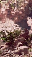 View from inside a dark cave with green plants and light on the exit video