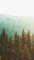 sunlight in spruce forest in the fog on the background of mountains at sunset video