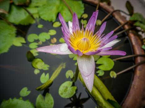 Lotus flower in pottery jar photo