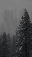 Misty fog in pine forest on mountain slopes video