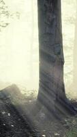 sunlight in the green forest in fog at spring time video