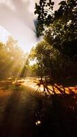 Foggy lake scape and vibrant autumn colors in trees at dawn video
