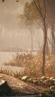 Foggy lake scape and vibrant autumn colors in trees at dawn video