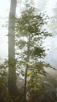 sunlight in the green forest in fog at spring time video