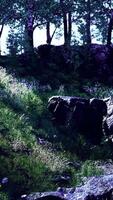 Beautiful view of idyllic alpine mountain scenery with blooming meadows video