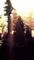 Magic dark Autumn forest scenery with rays of warm light video