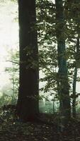 sunlight in the green forest in fog at spring time video