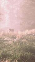 Sunrays in a forest on a hazy morning video