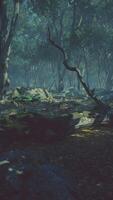 Sunrays in a forest on a hazy morning video