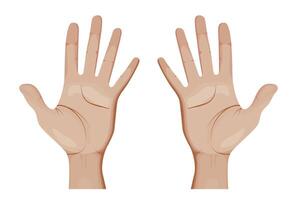 Human Hands Illustration. Open Palms. vector
