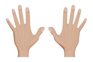 Front side of hand illustration design. vector