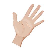 Opened human hands with extended fingers on white background. Detailed style, fingers and palm. Anatomy, wrist and phalanges. vector