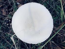 A Delicate White Mushroom Underneath This little beauty caught my eye during a recent forest walk. Its delicate white cap and slender stem make it a true gem of nature photo