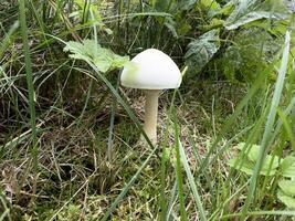 A Delicate White Mushroom in the Fores photo