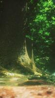Sunlit Forest Scene With Tranquil Stream video