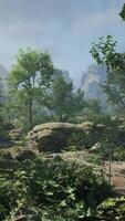 A forest filled with lots of trees and rocks video